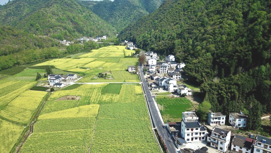 春满黟山迎客来！这条花海风景道，我们已为您全程守护